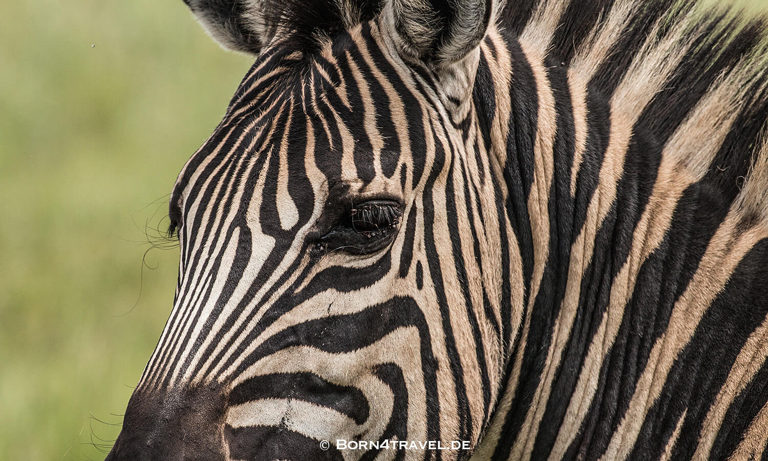 Zebra,The Gorge - Private Game Lodge&Spa, Oribi Gorge,Südafrika,born4travel.de Zebra,The Gorge - Private Game Lodge&Spa, Oribi Gorge,Südafrika,born4travel.de