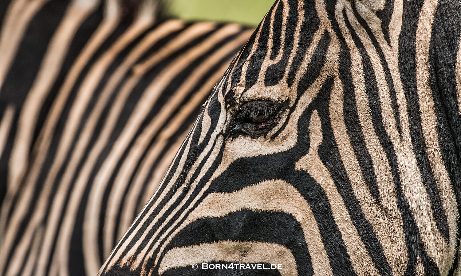 Zebra,The Gorge - Private Game Lodge&Spa, Oribi Gorge,Südafrika,born4travel.de Zebra,The Gorge - Private Game Lodge&Spa, Oribi Gorge,Südafrika,born4travel.de