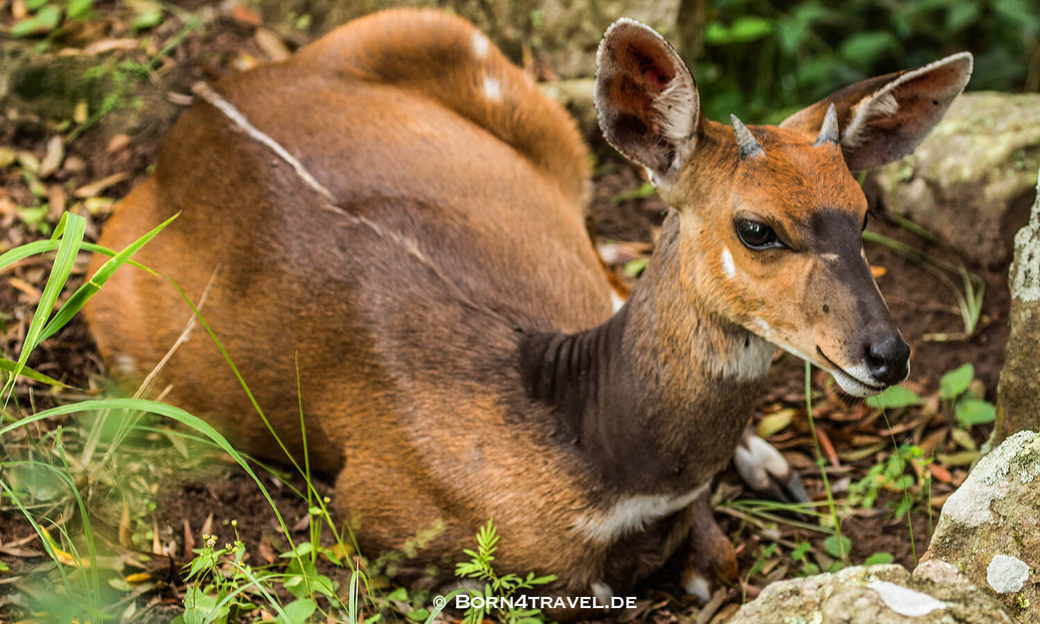 The Gorge - Private Game Lodge&Spa, Oribi Gorge,Südafrika,born4travel.de The Gorge - Private Game Lodge&Spa, Oribi Gorge,Südafrika,born4travel.de