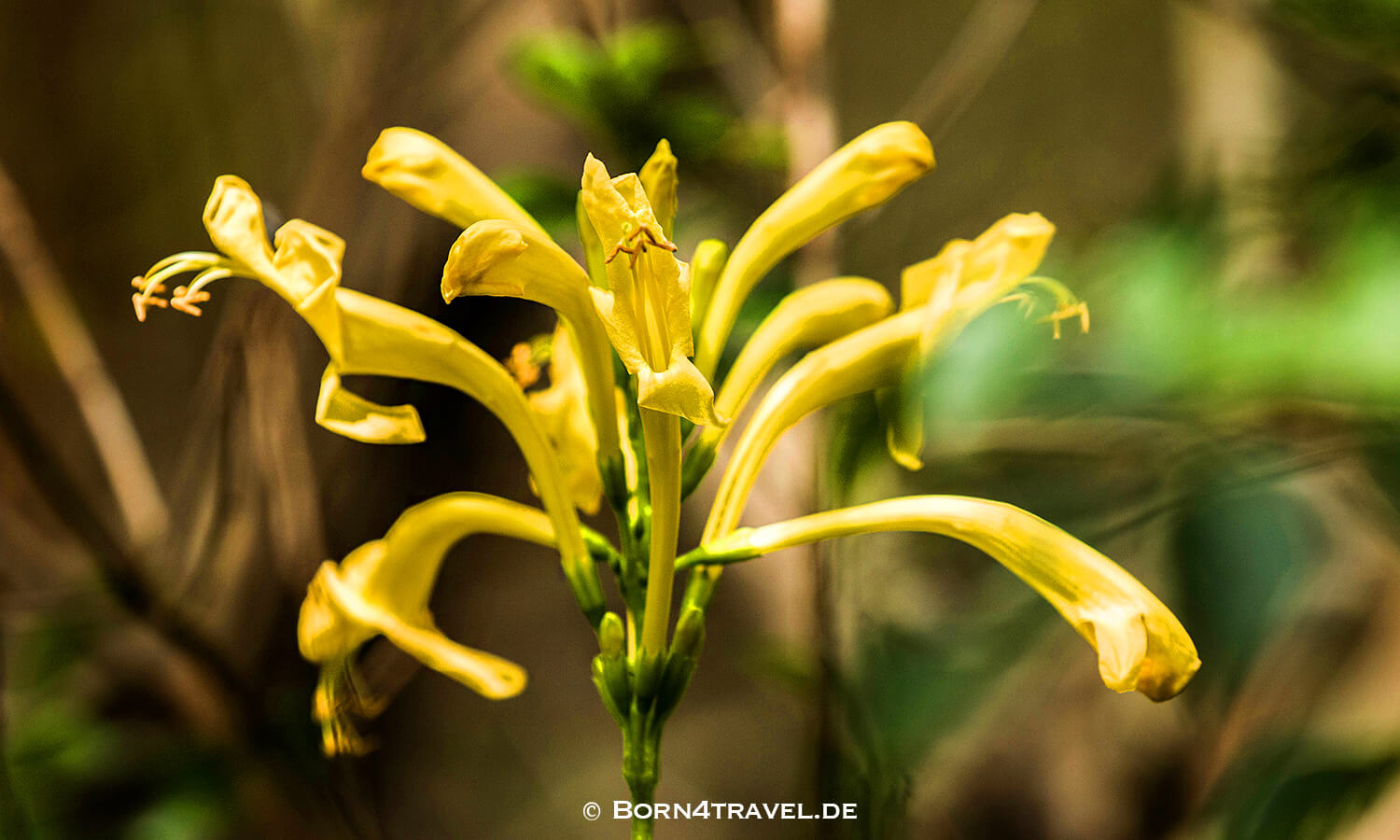 The Gorge - Private Game Lodge&Spa, Oribi Gorge,Südafrika,born4travel.de The Gorge - Private Game Lodge&Spa, Oribi Gorge,Südafrika,born4travel.de