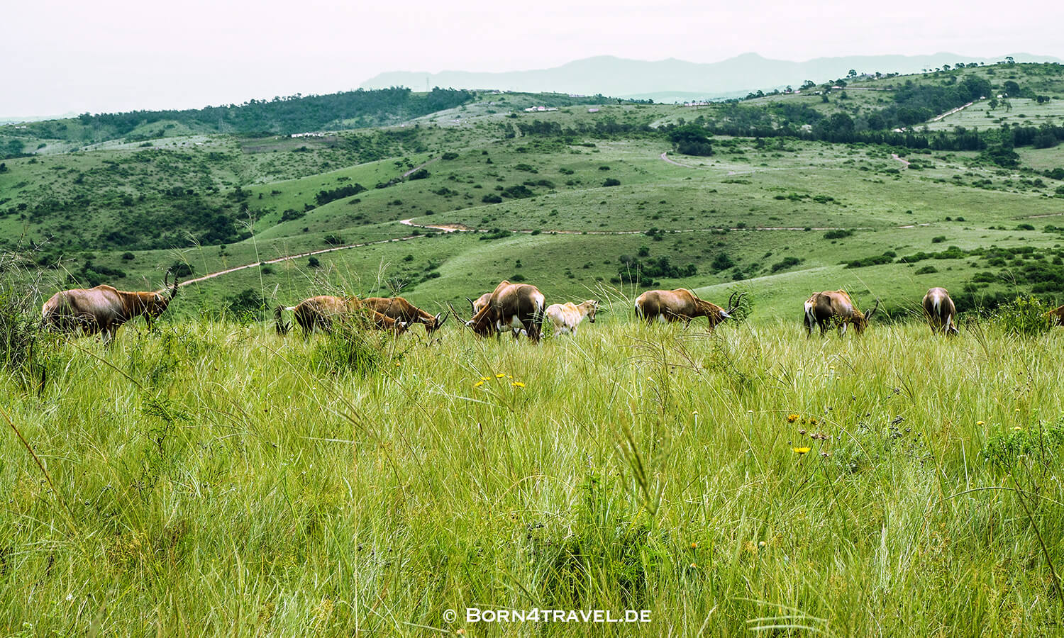 View to The Gorge-Private game Lodge,Lake Eland Game Reserve, Oribi Gorge,Südafrika,born4travel.de Lake Eland Game Reserve, Oribi Gorge,Südafrika,born4travel.de