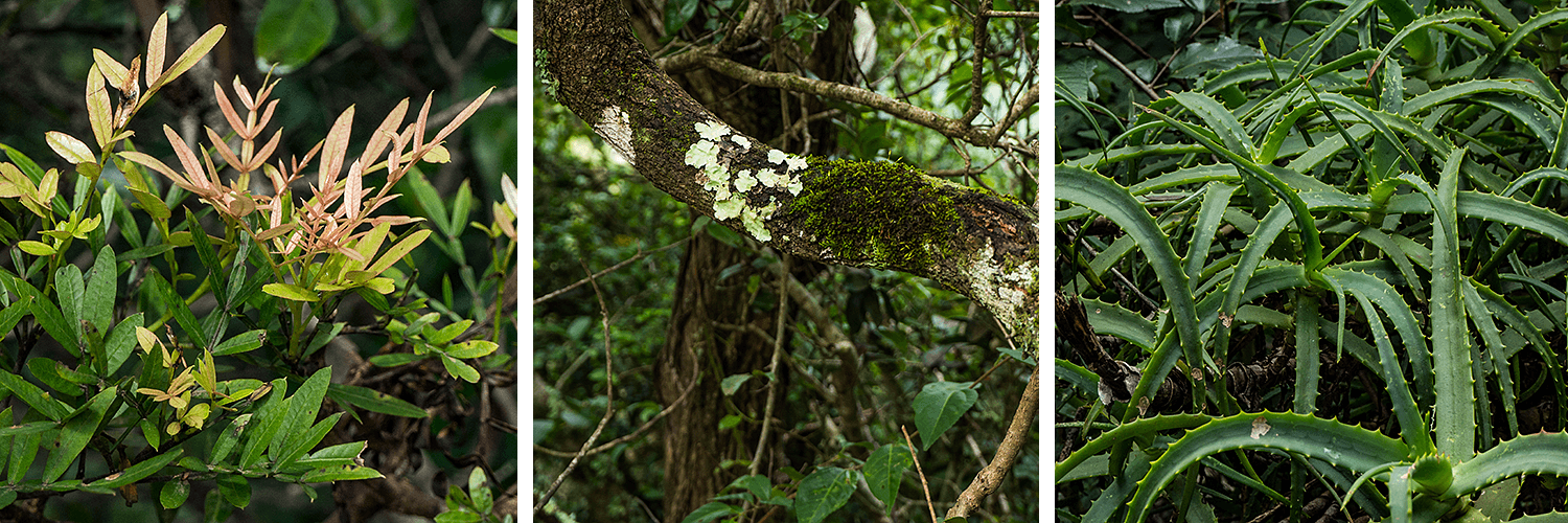 Suspension Bridge,Lake Eland Game Reserve, Oribi Gorge,Südafrika,born4travel.de Suspension Bridge,Lake Eland Game Reserve, Oribi Gorge,Südafrika,born4travel.de