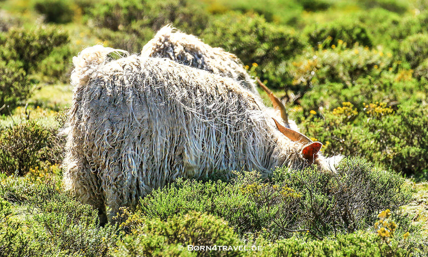 Unterwegs auf der A31 in Lesotho,Mokhotlong,born4travel.de