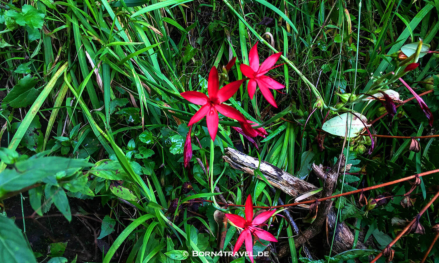 Main Caves,Giants Castle,Maloti Drakensberge Park, KwaZulu Natal,Südafrika,born4travel.de