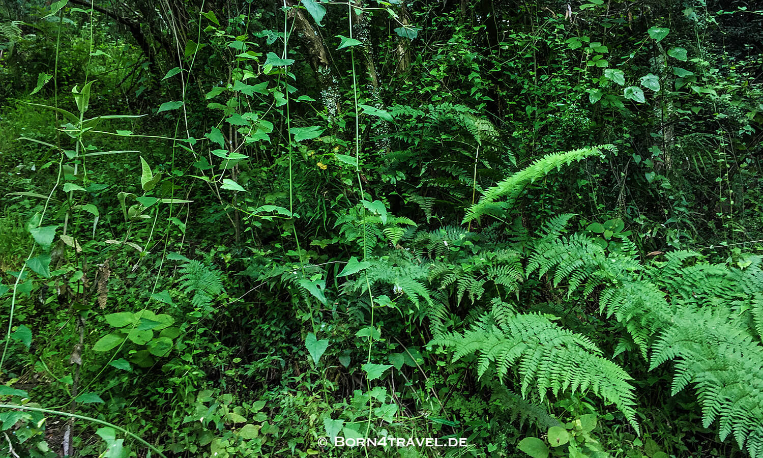 River Walk,Bushman's River,Sanparks,Maloti Drakensberge Park, KwaZulu Natal,Südafrika,born4travel.de