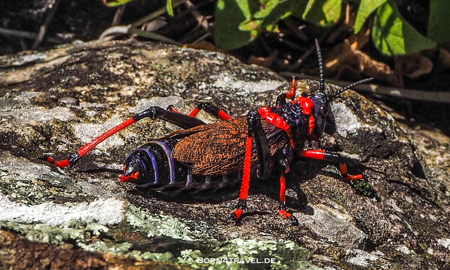 Schaumheuschrecke - Dictyophorus spumans,Giants Castle,Maloti Drakensberge Park, KwaZulu Natal,Südafrika,born4travel.de