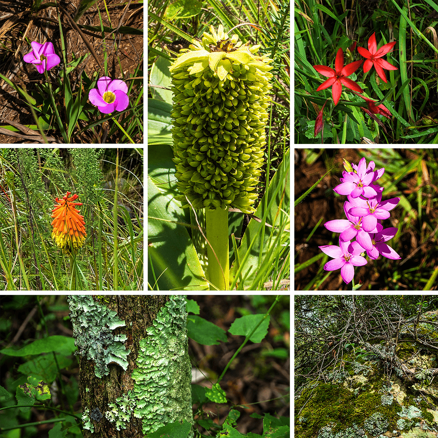 River Walk,Bushman's River,Sanparks,Maloti Drakensberge Park, KwaZulu Natal,Südafrika,born4travel.de