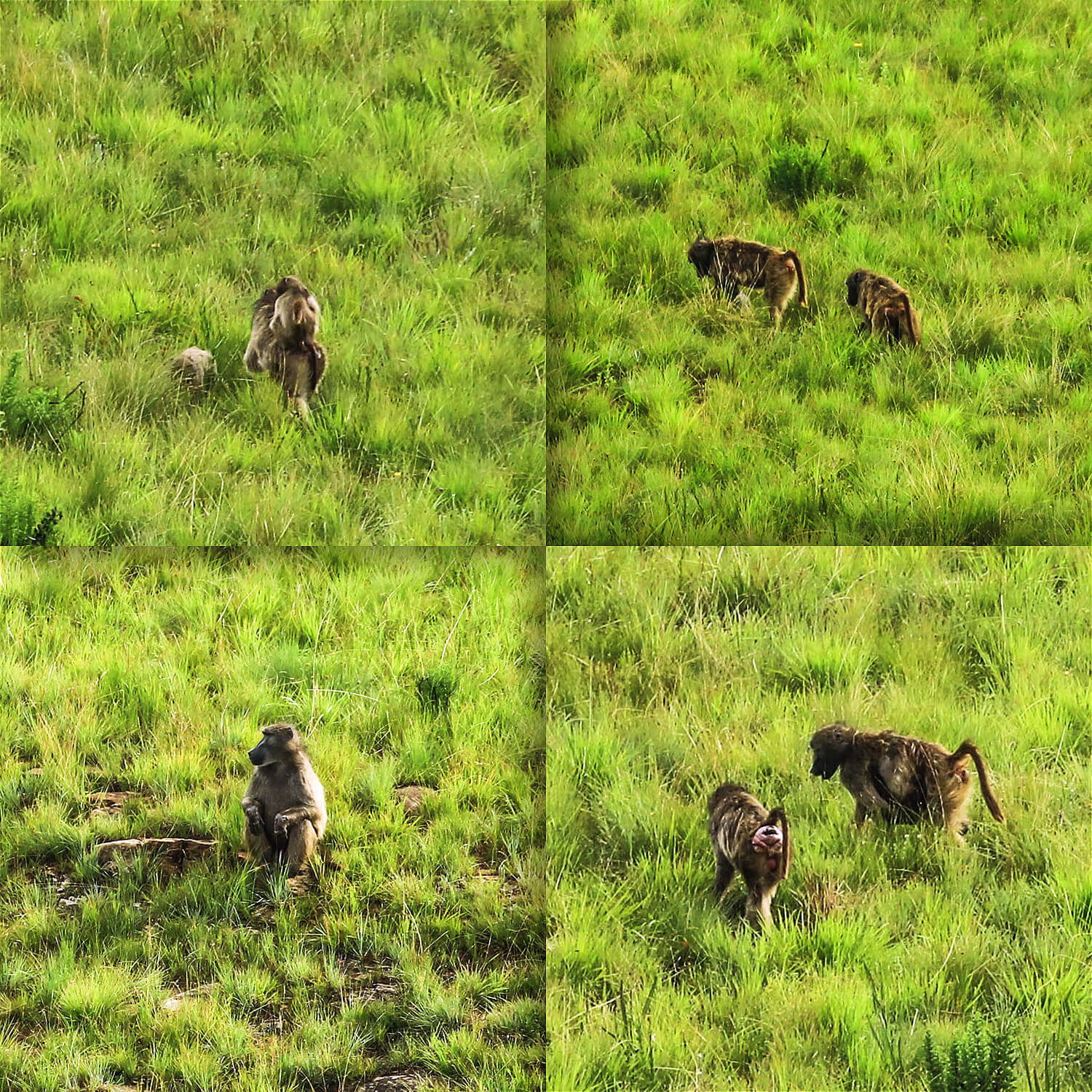 Paviane,Honeymoon Suite,Giants Castle Huttet Camp,KZN, Sanparks,Maloti Drakensberge Park, KwaZulu Natal,Südafrika,born4travel.de