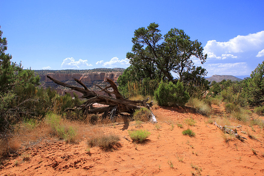Rattlesnake Canyon, colorado, usa