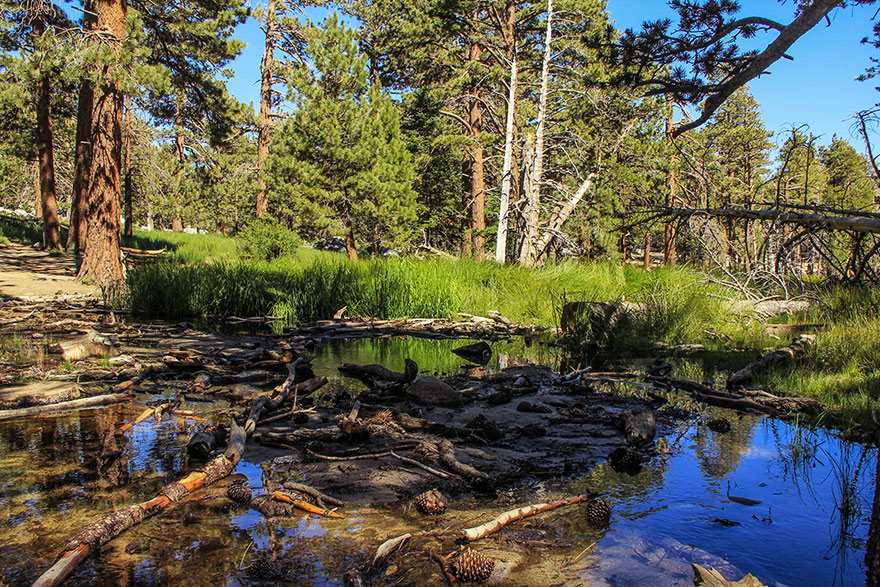 San Jacino State Park,California,USA