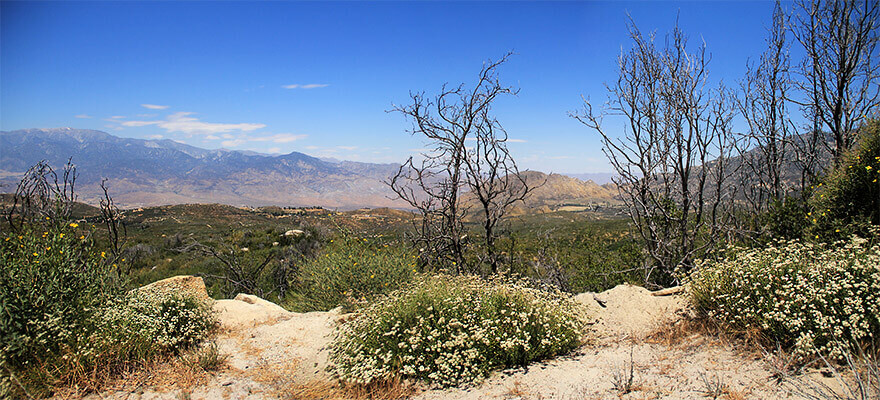 Pines to Desert Highway,California,USA Pines to Desert Highway,California,USA