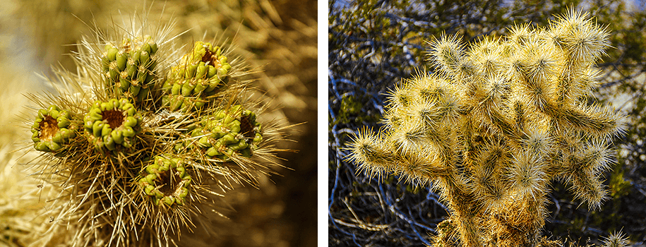 Joshua Tree National Park, California, USA Joshua Tree National Park, California, USA