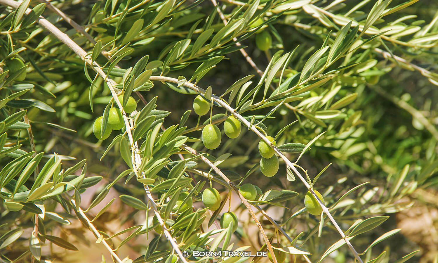 Crowbar Café & Saloon Shoshone,California,USA,born4travel.de