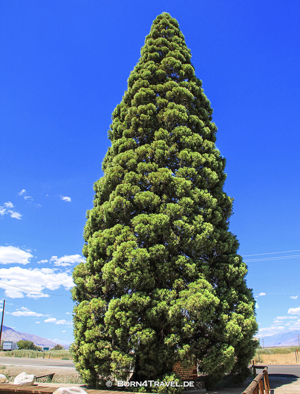 Giant Sequoia gewidmet dem Präsidenten Theodore Roosevelt,Ancient Bristlecone Pine Forest,California,USA,born4travel.de