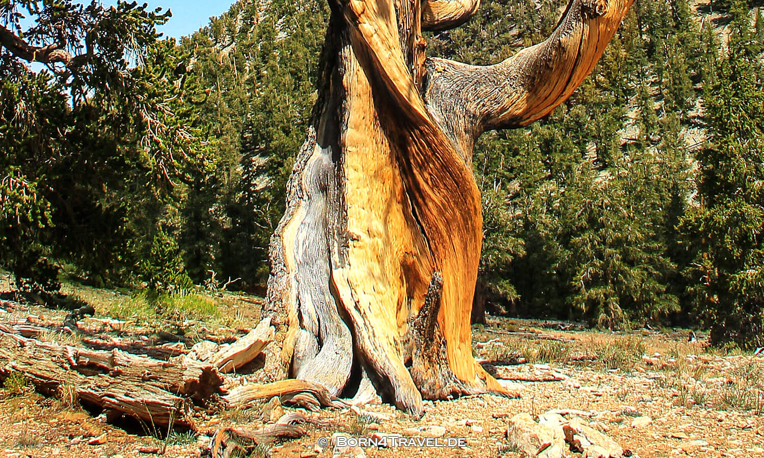 Ancient Bristlecone Pine Forest,California,USA,born4travel.de