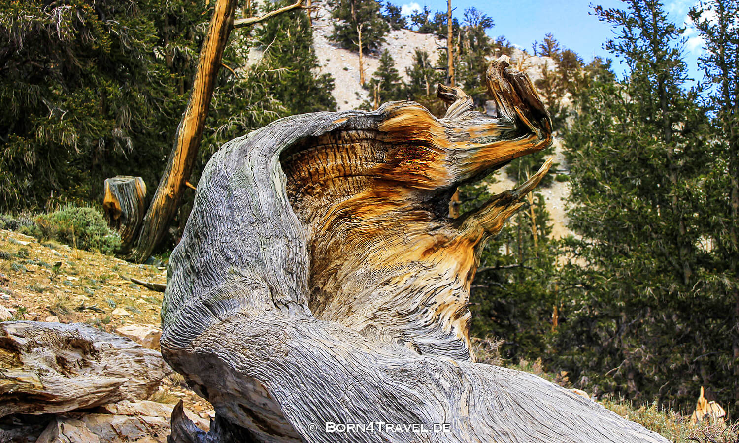 Ancient Bristlecone Pine Forest,California,USA,born4travel.de
