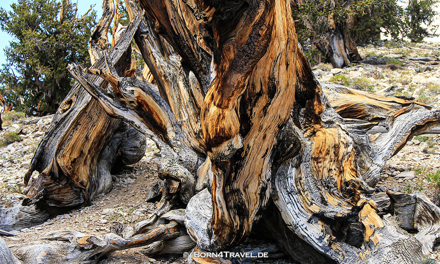 Ancient Bristlecone Pine Forest,California,USA,born4travel.de