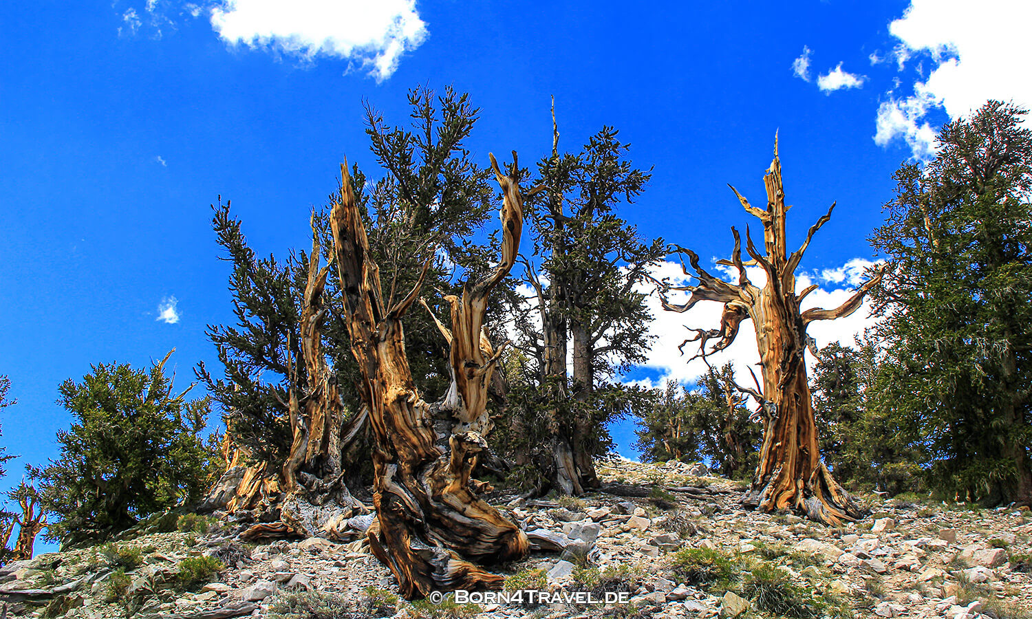 Ancient Bristlecone Pine Forest,California,USA,born4travel.de