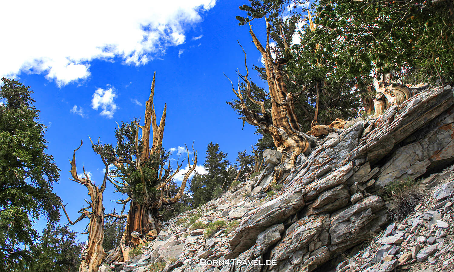 Ancient Bristlecone Pine Forest,California,USA,born4travel.de