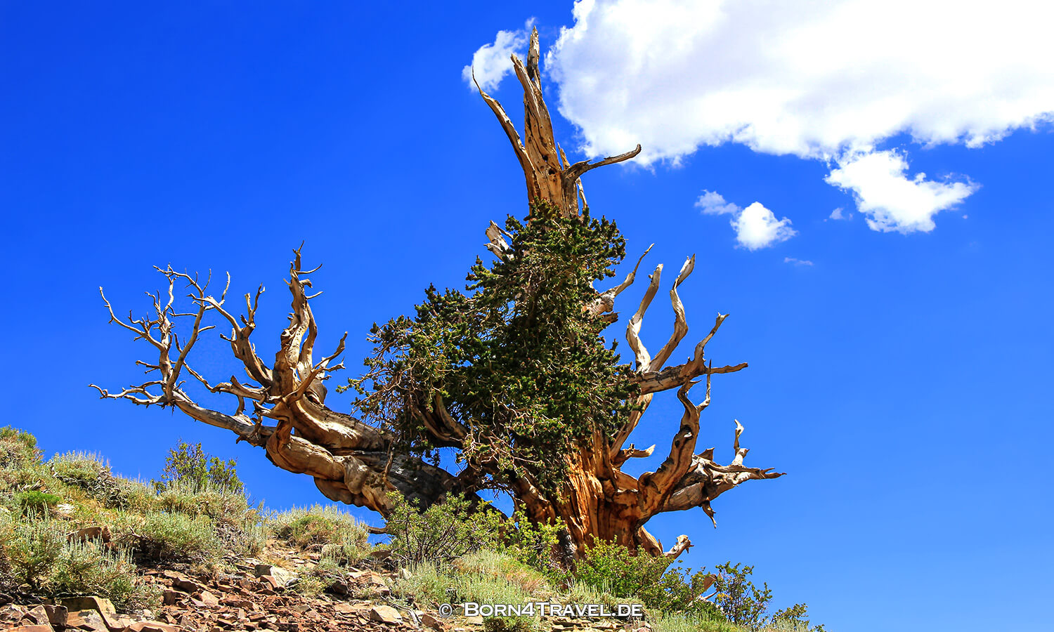 Ancient Bristlecone Pine Forest,California,USA,born4travel.de