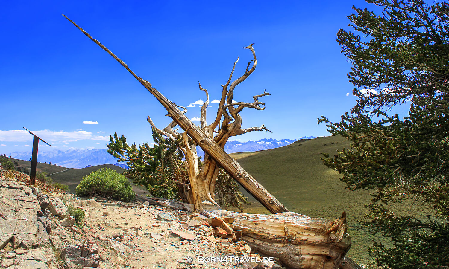 Ancient Bristlecone Pine Forest,California,USA,born4travel.de