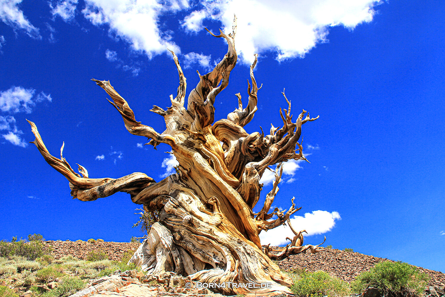 Ancient Bristlecone Pine Forest,California,USA,born4travel.de
