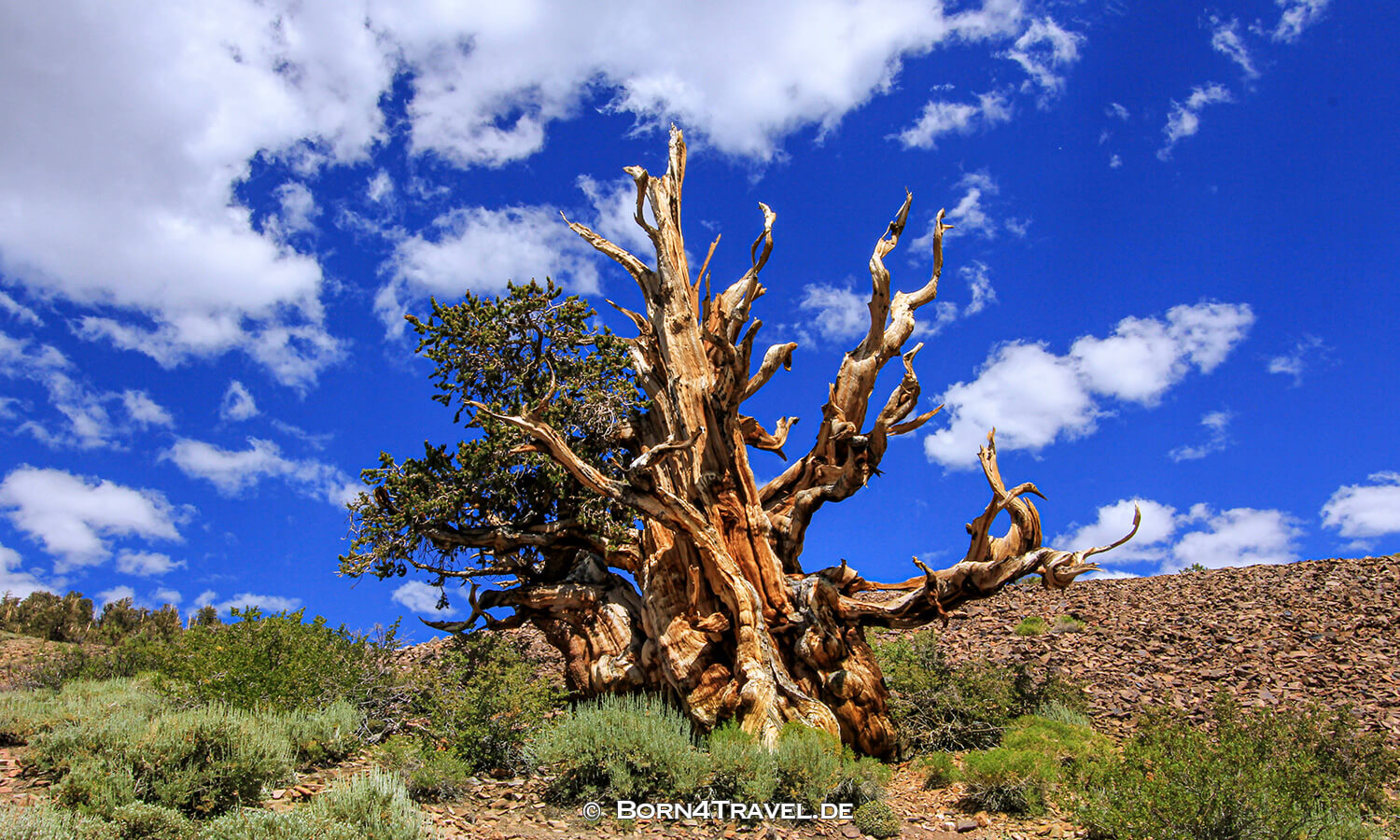 Ancient Bristlecone Pine Forest,California,USA,born4travel.de