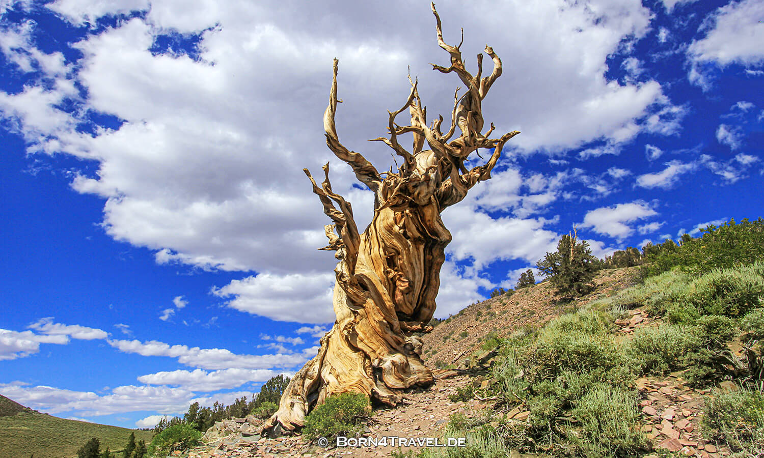 Ancient Bristlecone Pine Forest,California,USA,born4travel.de