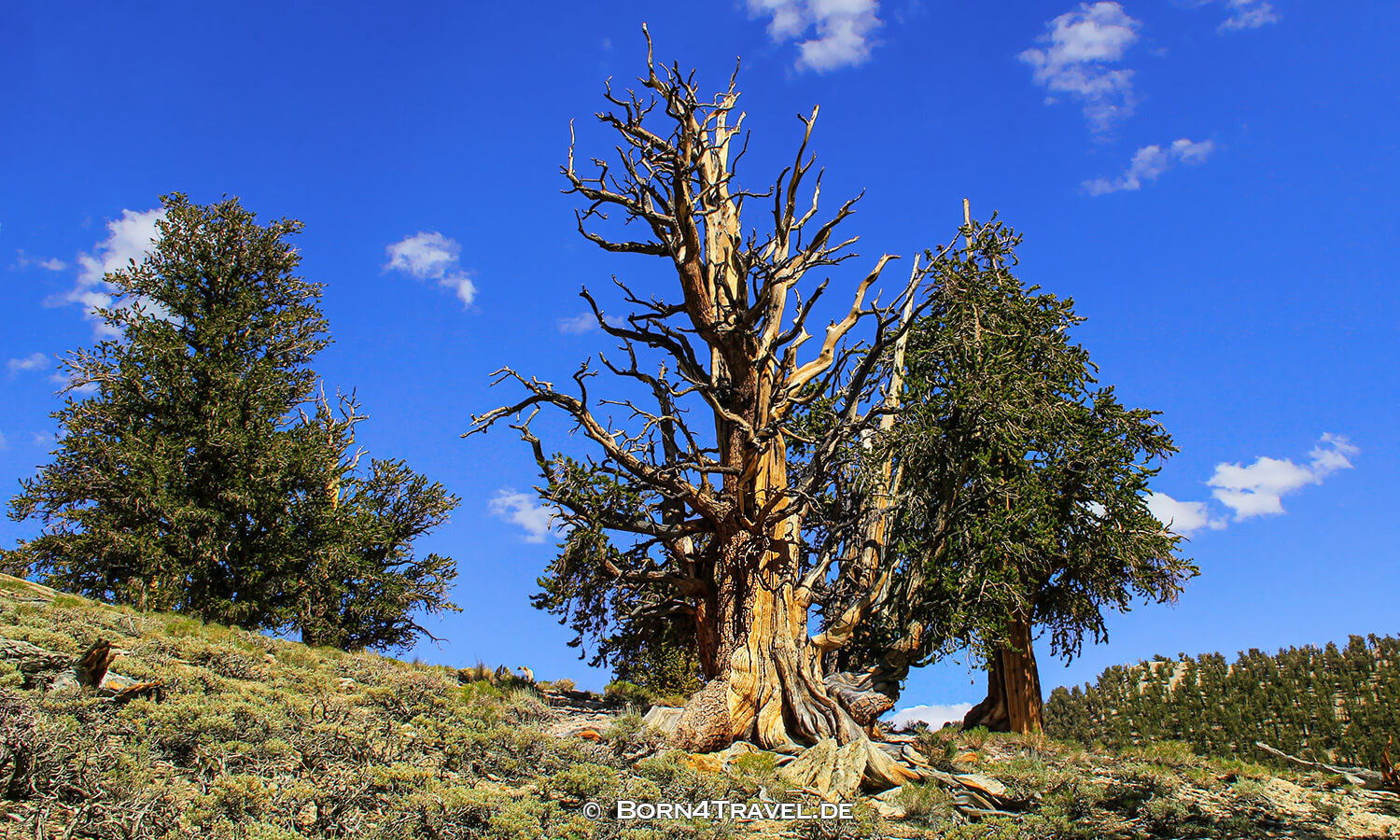 Ancient Bristlecone Pine Forest,California,USA,born4travel.de