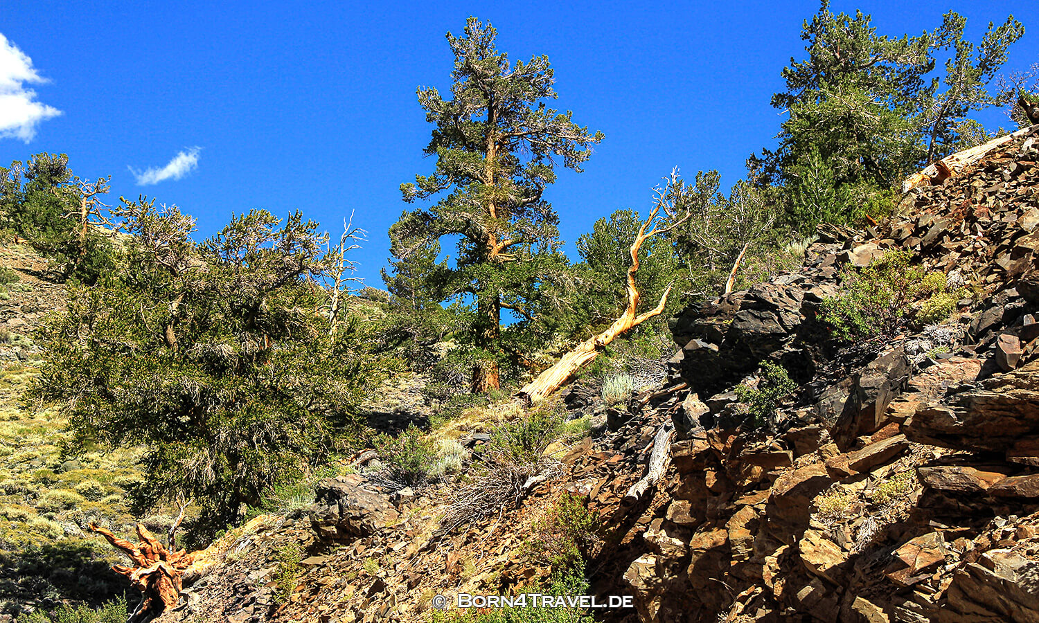 Ancient Bristlecone Pine Forest,California,USA,born4travel.de