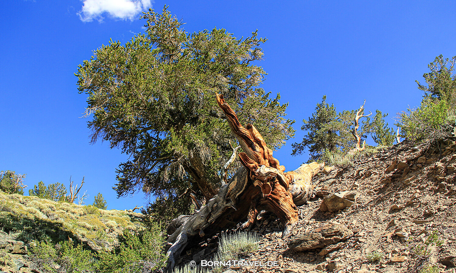 Ancient Bristlecone Pine Forest,California,USA,born4travel.de