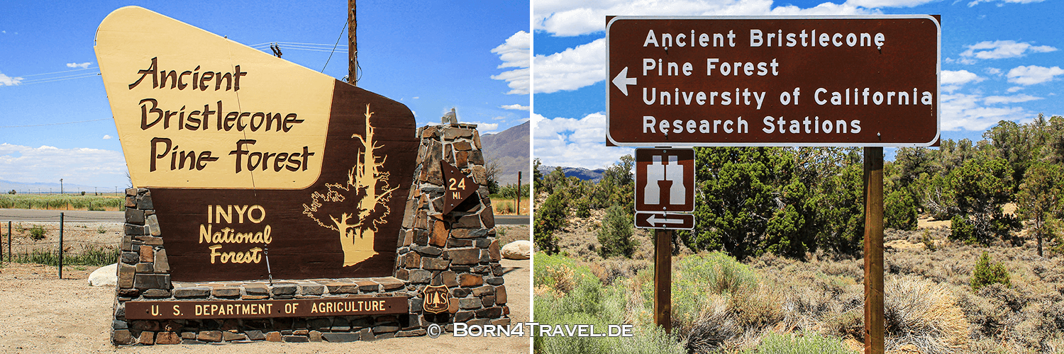 Ancient Bristlecone Pine Forest,California,USA,born4travel.de