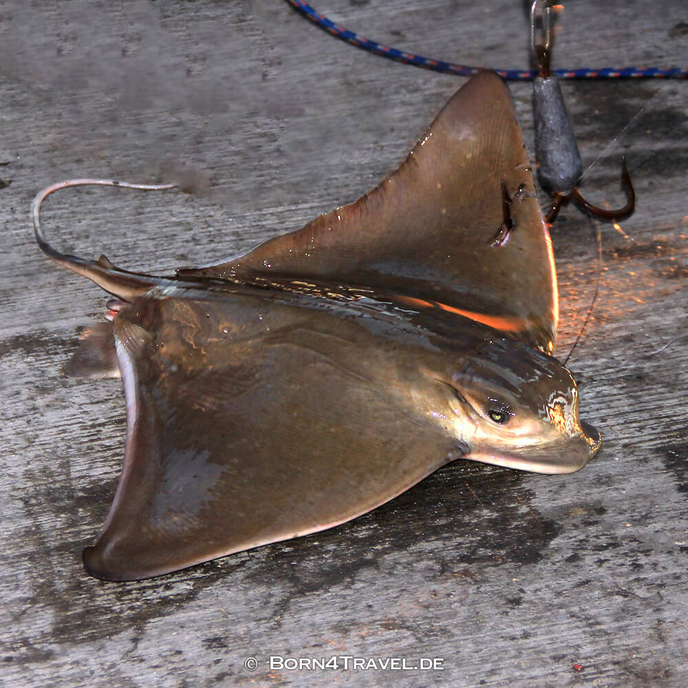 Rochen,California,USA,born4travel.de