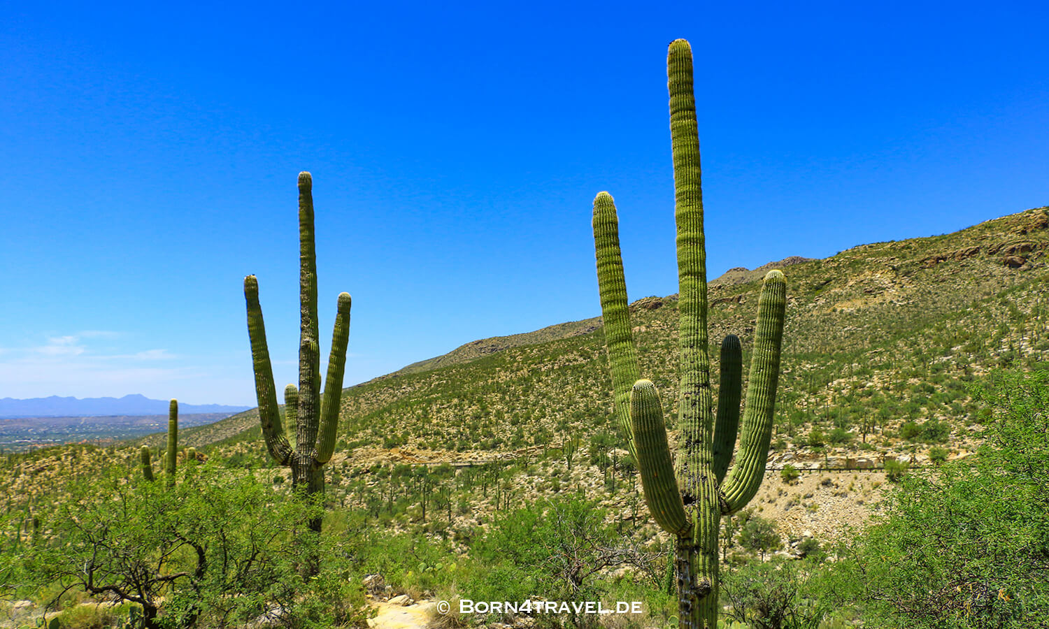 Catalina Hwy,General HitchcockHwy, Mt Lemmon Hwy,Tucson,Southwest,Arizona,USA,born4travel.de