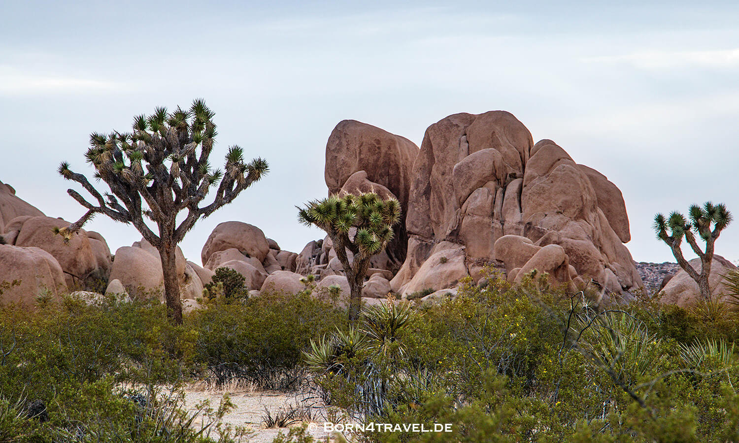 Joshua Tree NP,California,Southwest,USA,born4travel.de