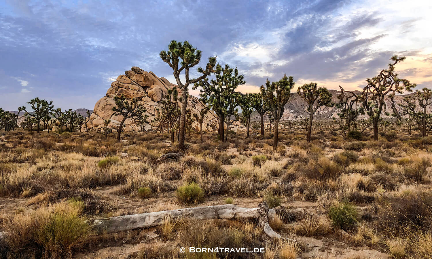 Joshua Tree NP,California,Southwest,USA,born4travel.de