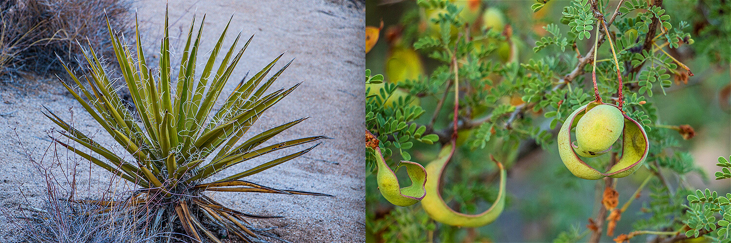 Joshua Tree NP,California,Southwest,USA,born4travel.de