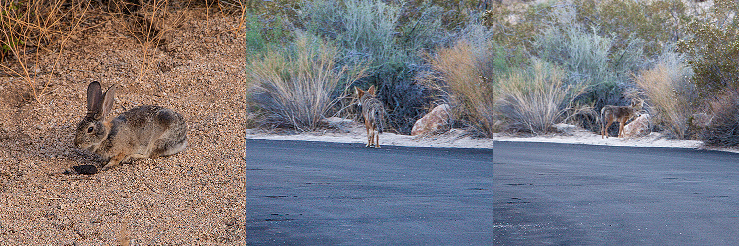 Sunset@Joshua Tree NP,California,Southwest,USA,born4travel.de