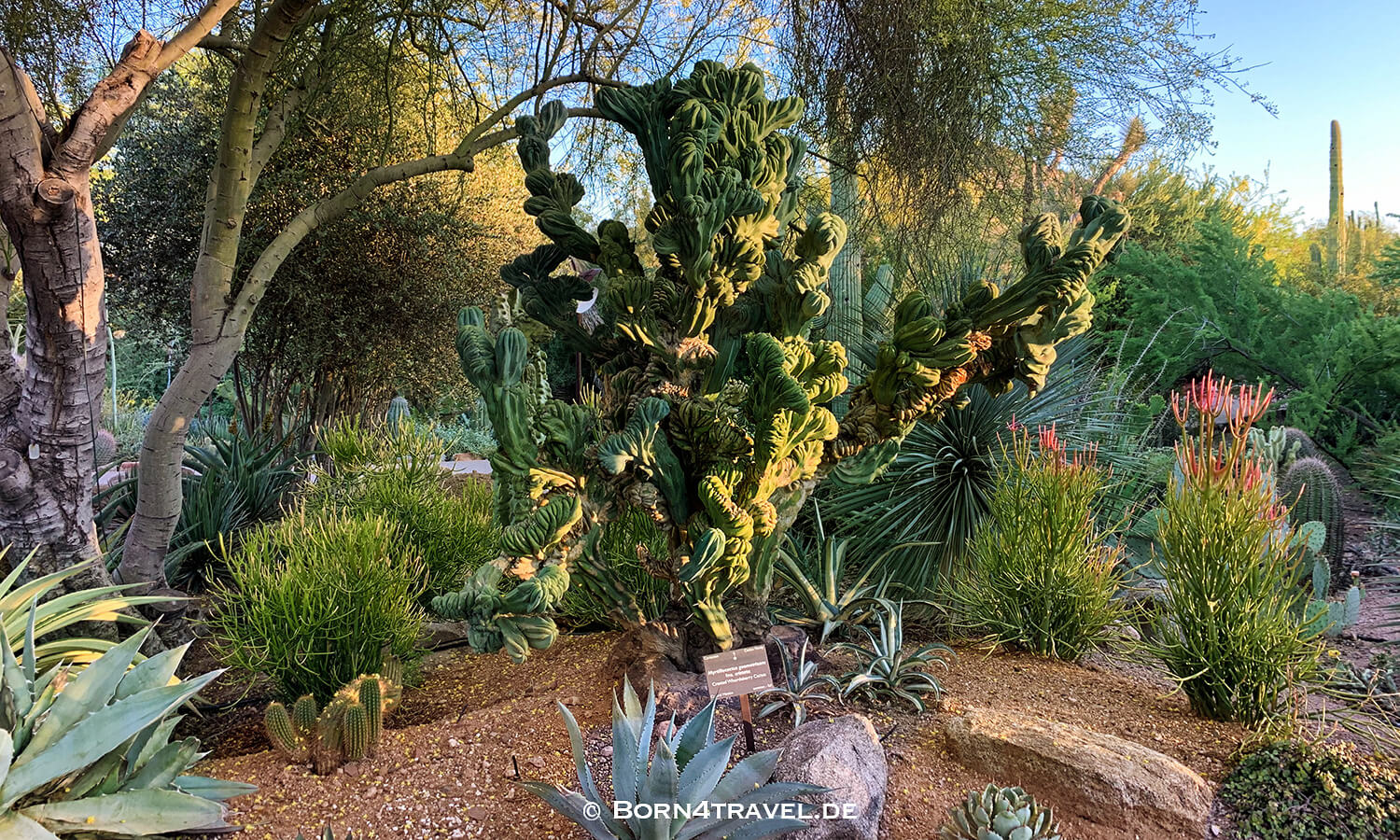 Phoenix Desert Botanical Garden - Electric Desert,Arizona,USA,born4travel.de Phoenix Desert Botanical Garden - Electric Desert,Arizona,USA,born4travel.de