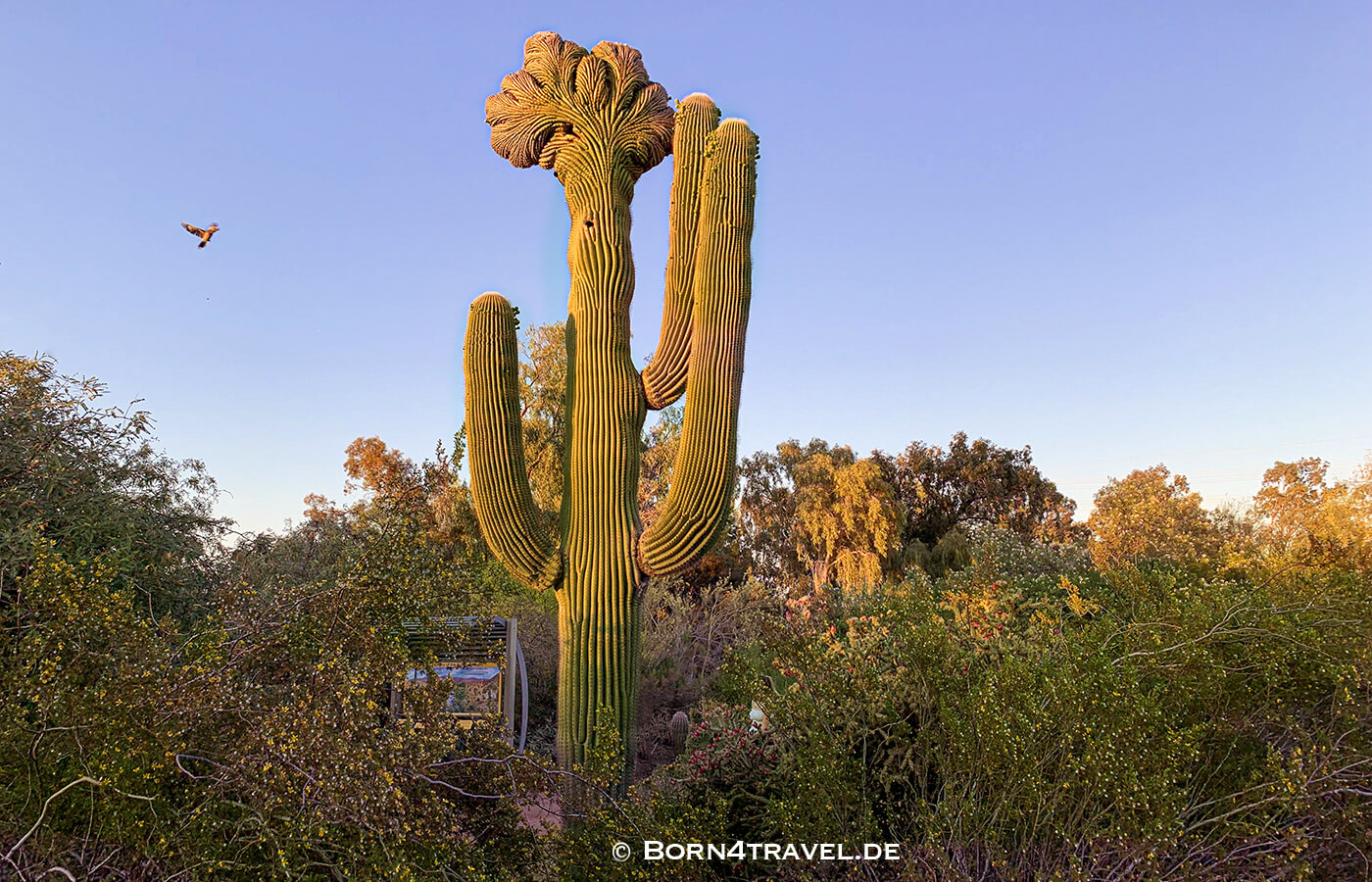 Phoenix Desert Botanical Garden - Electric Desert,Arizona,USA,born4travel.de Phoenix Desert Botanical Garden - Electric Desert,Arizona,USA,born4travel.de