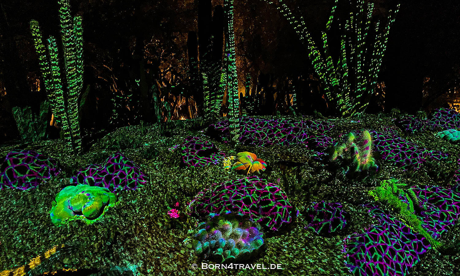 Phoenix Desert Botanical Garden - Electric Desert,Arizona,USA,born4travel.de Phoenix Desert Botanical Garden - Electric Desert,Arizona,USA,born4travel.de