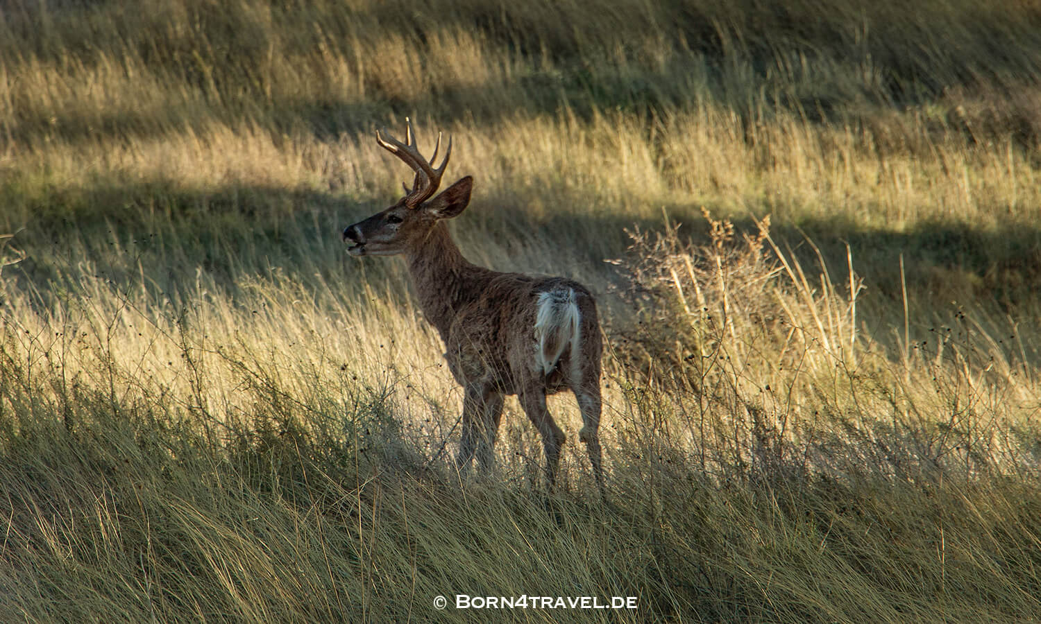 Chiricahua National Monument,Arizona,USA,born4travel.de