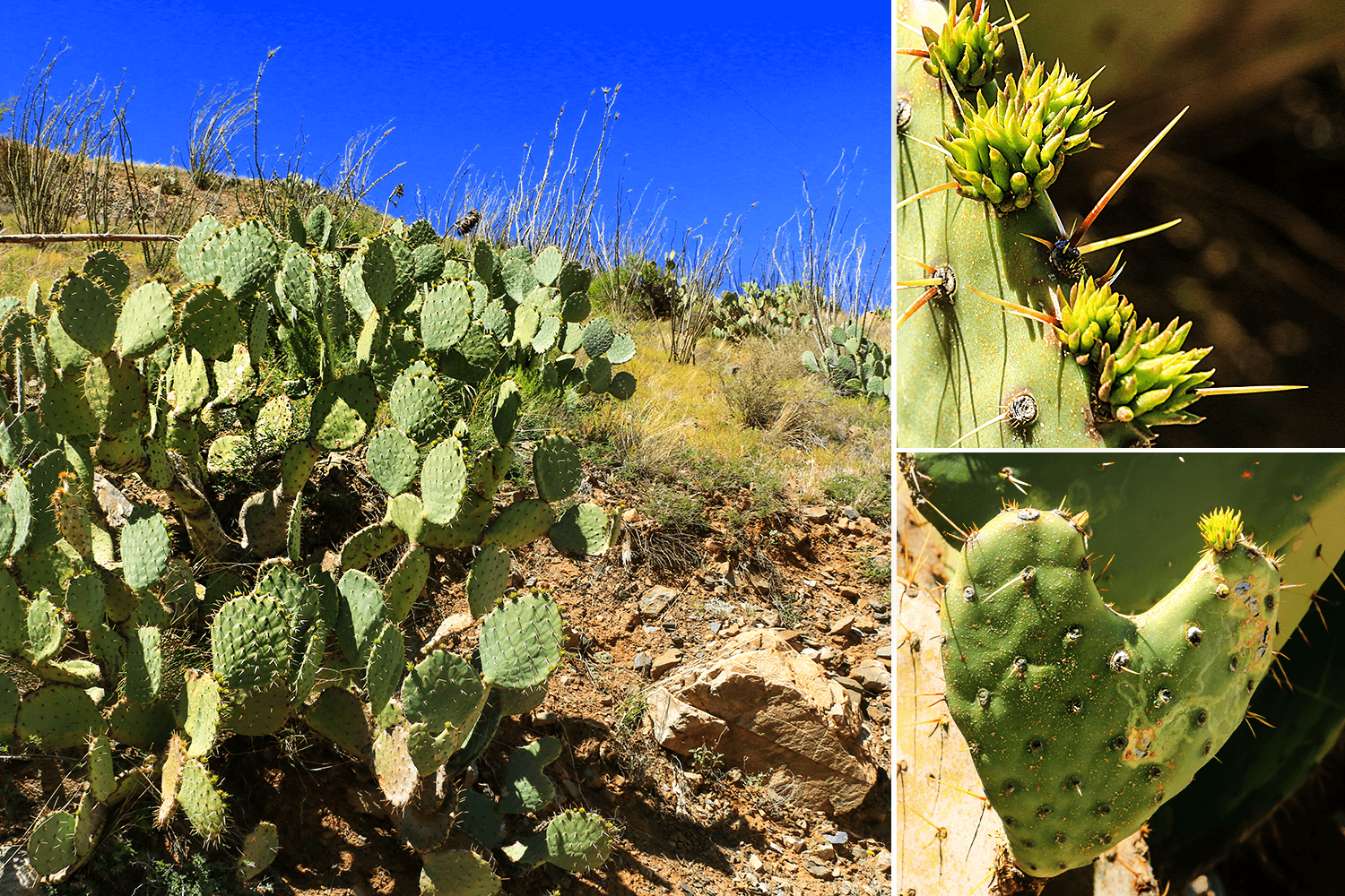 Impressionen an der Apache Pass Road,Arizona,USA,born4travel.de