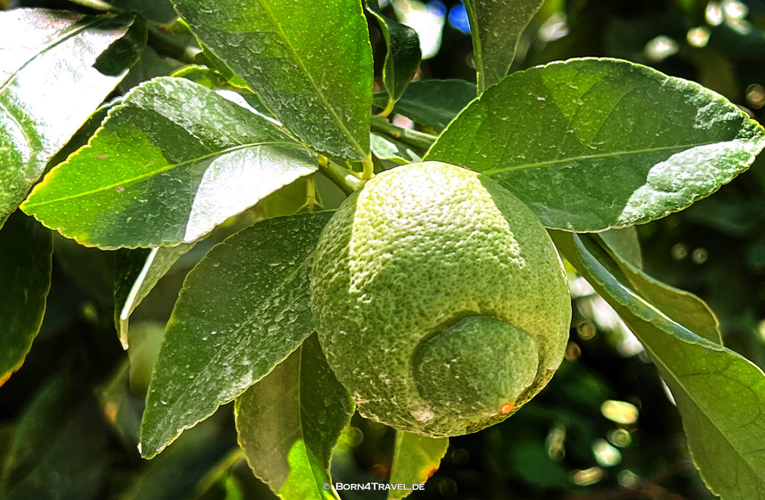 Shields Date Garden in Indio,Reisebericht 2022 Southern California,born4travel.de