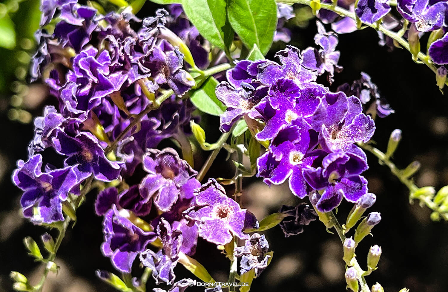 Shields Date Garden in Indio,Reisebericht 2022 Southern California,born4travel.de