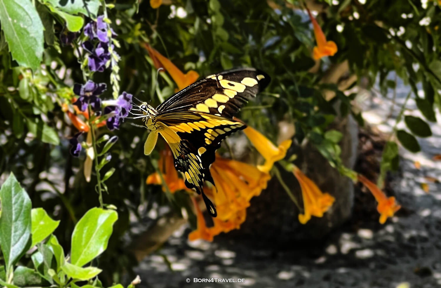 Shields Date Garden in Indio,Reisebericht 2022 Southern California,born4travel.de