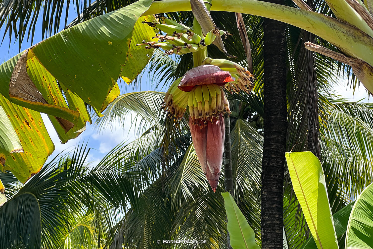 Mekong Ben Tre,Vietnam2025,born4travel.de Mekong Ben Tre,Vietnam2025,born4travel.de