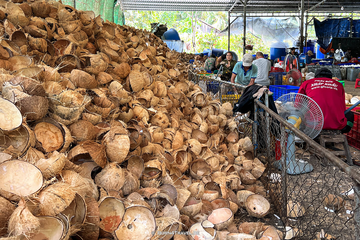 coconut processing company,Mekong Ben Tre,Vietnam2025,born4travel.de coconut processing company,Mekong Ben Tre,Vietnam2025,born4travel.de