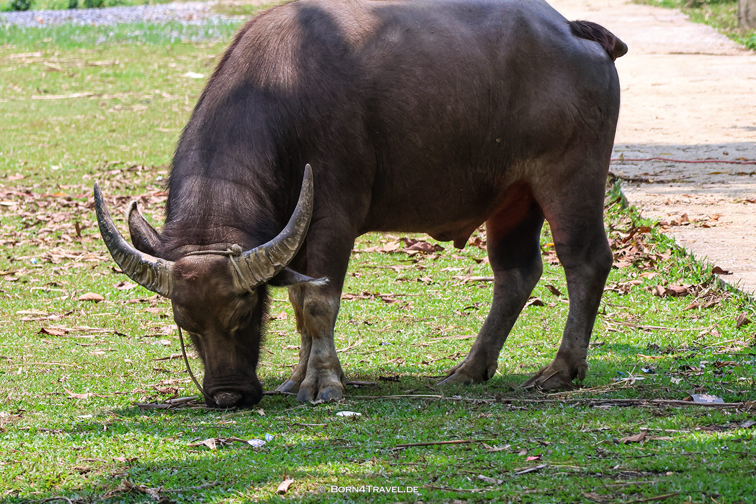 Waterweels Pu Luông,Vietnam2025,born4travel.de