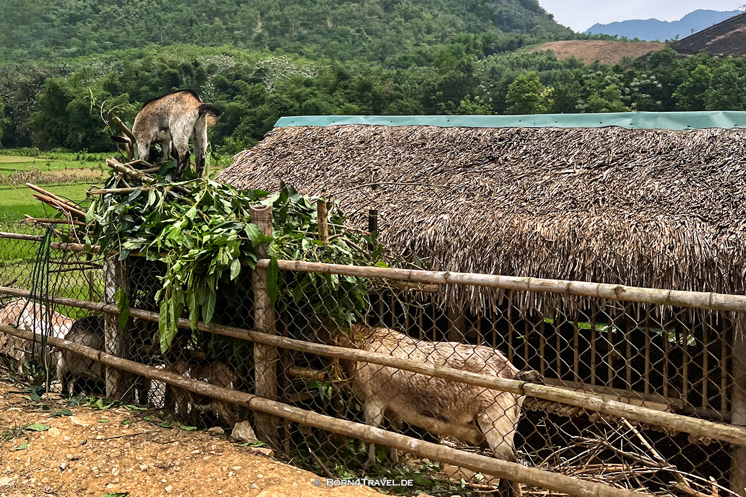 Waterweels Pu Luông,Vietnam2025,born4travel.de